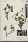 Foto von Salix arbuscula L. x Salix lapponum L.